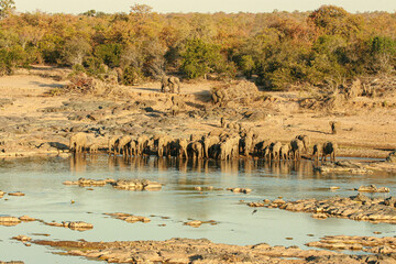 Herd of African elephant drinking water at the river's edge, Kruger National Park, South Africa