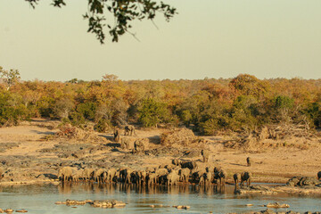 Herd of African elephant drinking water at the river's edge, Kruger National Park, South Africa