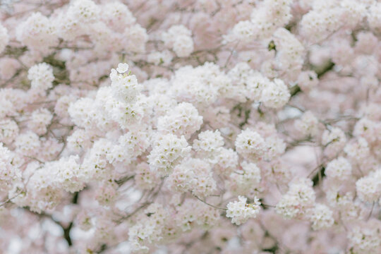 cherry blossom, kenza cherry blossom,