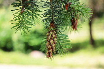 Bright green young cones on the branch of Rocky Mountain Douglas-fir. New shoots in spring of Pseudotsuga menziesii. Conifer cone. Natural beauty. Soft focus. Seasonal wallpaper for design