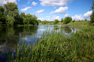 European landscape. The bank of the river with a calm current is covered with dense green grass.