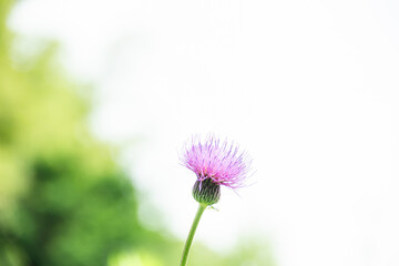 一輪のアザミの花