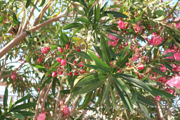Blossoming nerium oleander in Turkey