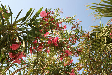 Blossoming nerium oleander in Turkey
