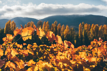 Branches of grapevine with bright red and yellow leaves grow on large vineyard at bright sunlight...