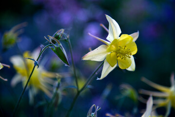 Yellow and blue flowers of the Ranunculaceae catchment in the evening in the light of the sun