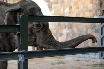 Portrait of an elephant at the zoo.