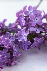 Fototapeta na wymiar Postcard with purple lilacs. Beautiful spring flowers