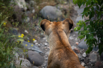 Rear view of a lion sitting in the grass. 
Back view of a lion.