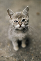 Obraz premium Striped little playful lonely cute homeless kitten sadly sits on path watch passers-by and looks up enthusiastically. Concept of protecting homeless animals. Kitten thrown out into the street got sick