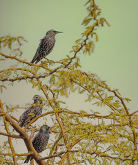 Common Starlings resting on a tree
