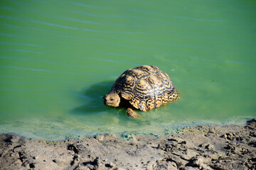 leopard tortoise taking a dip
