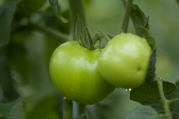 Tomates verdes em pencas durante um dia chuvoso em lavoura altamente produtiva