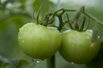 Tomates verdes em pencas durante um dia chuvoso em lavoura altamente produtiva