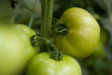 Tomates verdes em pencas durante um dia chuvoso em lavoura altamente produtiva