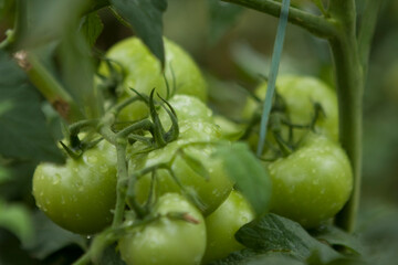 Tomates verdes em pencas durante um dia chuvoso em lavoura altamente produtiva