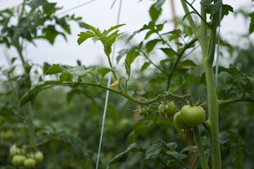 Tomates verdes em pencas durante um dia chuvoso em lavoura altamente produtiva