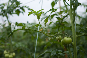 Tomates verdes em pencas durante um dia chuvoso em lavoura altamente produtiva