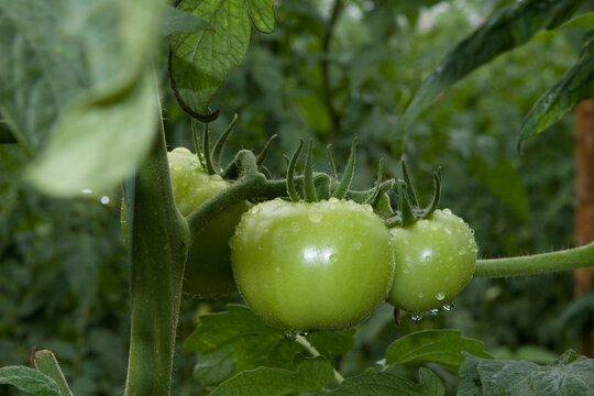 Tomates verdes em pencas durante um dia chuvoso em lavoura altamente produtiva