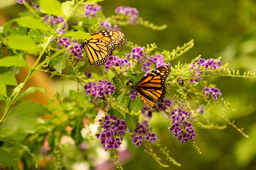 Mariposas alimentándose