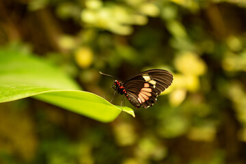 Mariposas alimentándose