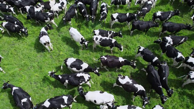 Aerial view of the herd of cows at green meadow. Cows pasturing on a green grass. High quality 4k footage