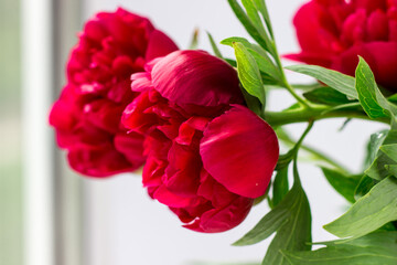 Scarlet peony on a white background. Beautiful flower close-up