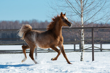 Young pretty arabian horse foal on natural winter background, in motion closeup