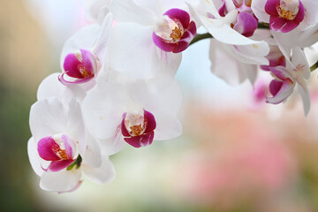 Beautiful flowers from the tropical japanese orchid.
