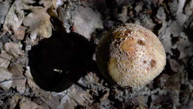 Parasol Mushroom in natural ambient (Macrolepiota procera) - (4K)