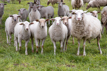 Fototapeta premium Nieuwsgierige schapen