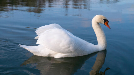 A graceful white swan swimming on a lake - The mute swan.