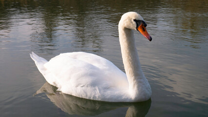 Mute white swan in the lake.