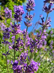 lavender flowers in the garden