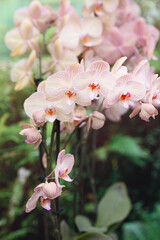 Beautiful flowers from the tropical japanese orchid.