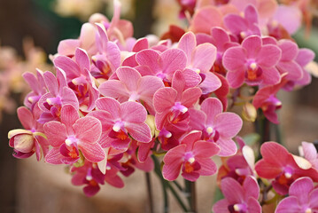 Beautiful flowers from the tropical japanese orchid.