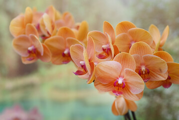 Beautiful flowers from the tropical japanese orchid.