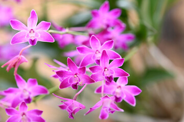 Beautiful flowers from the tropical japanese orchid.