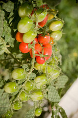 Pencas de tomate cereja amadurecendo no pé em lavoura