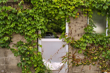 蔦の生い茂ったコンクリートブロック造りの建物