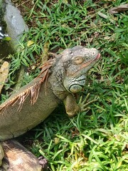 iguana in the zoo