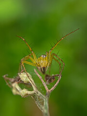 spider on a leaf