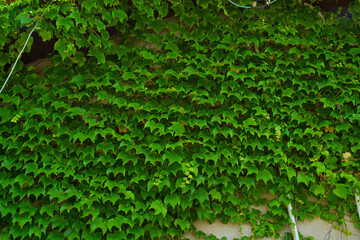 壁に群生する蔦の葉	