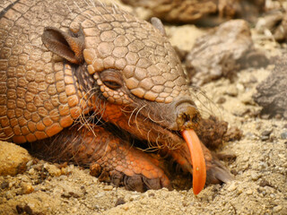 Cheeky armadillo