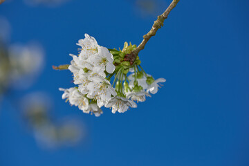 Closeup of a branch of white apple blossoms against a blue sky background. Low angle of delicate blossoming fruit tree in spring. Blooming Mirabelle plum tree growing in a garden on a summer day.
