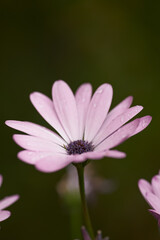Obraz premium Daisy composite flower growing singly at the end of branches in a field in summer. Many beautiful pink plants blooming in nature. Botanical garden filled with pretty purple flowers