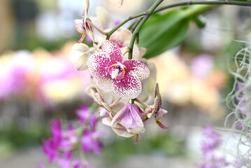 Beautiful flowers from the tropical japanese orchid.
