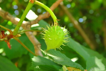 young green chestnuts grow on a chestnut tree branch