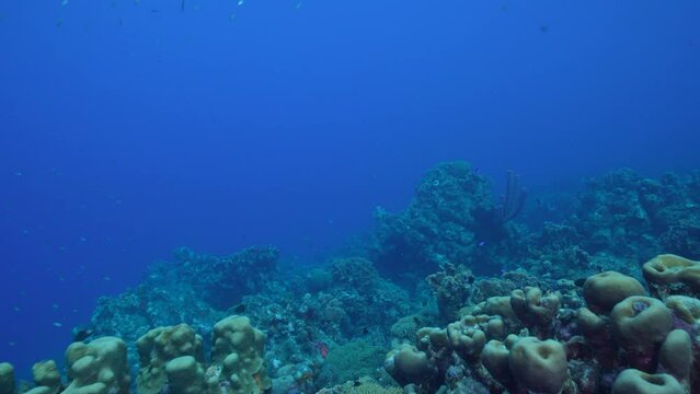 FPV style: Seascape with various fish, coral, and sponge in the coral reef of the Caribbean Sea, Curacao