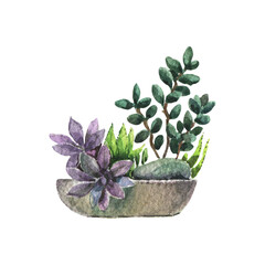 Composition made of succulent plants in pot. Watercolor illustration isolated on white.